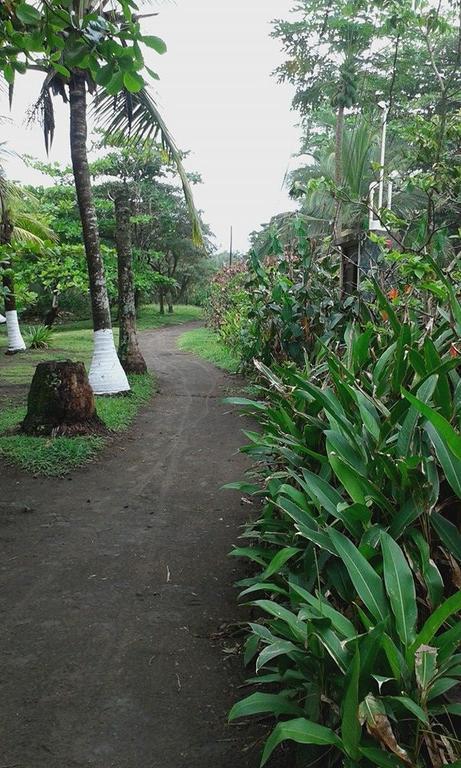 Cabinas Balcon Del Mar Tortuguero 호텔 외부 사진