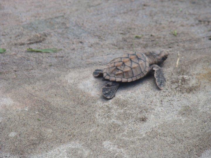 Cabinas Balcon Del Mar Tortuguero 호텔 외부 사진